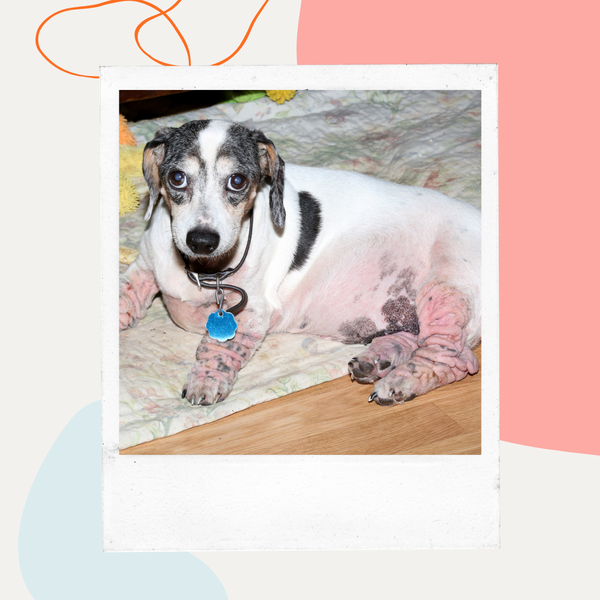 A spotted dog with pink, irritated patches of skin