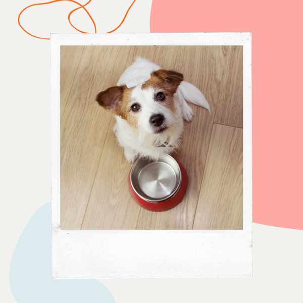 A Jack Russell terrier sitting behind a red food bowl