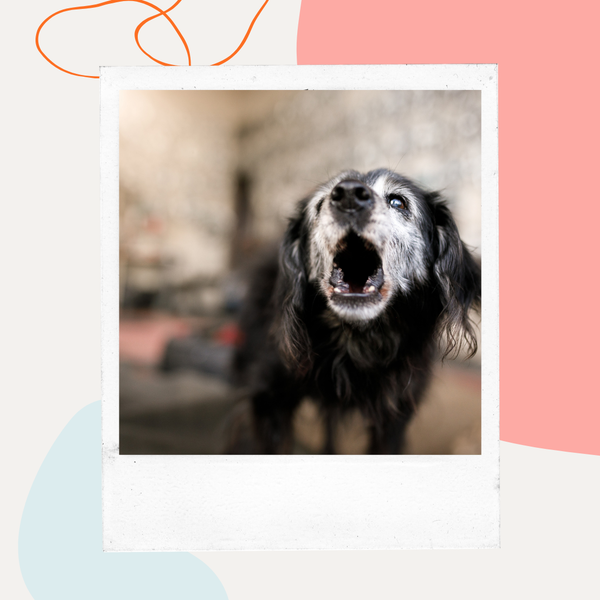 A senior black dog with a gray muzzle