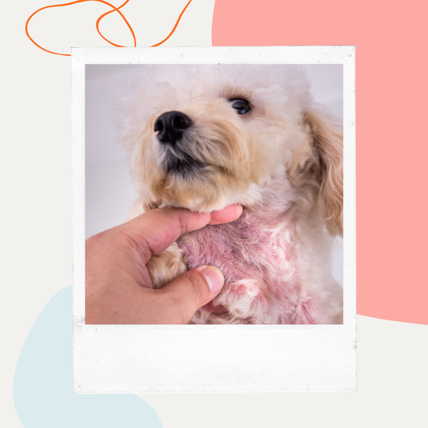 Fluffy dog having its skin examined