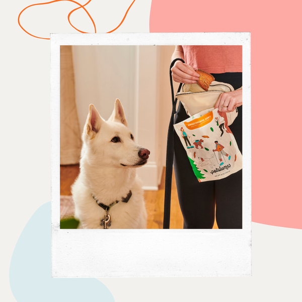 White dog looking at a bag of treats held by its owner
