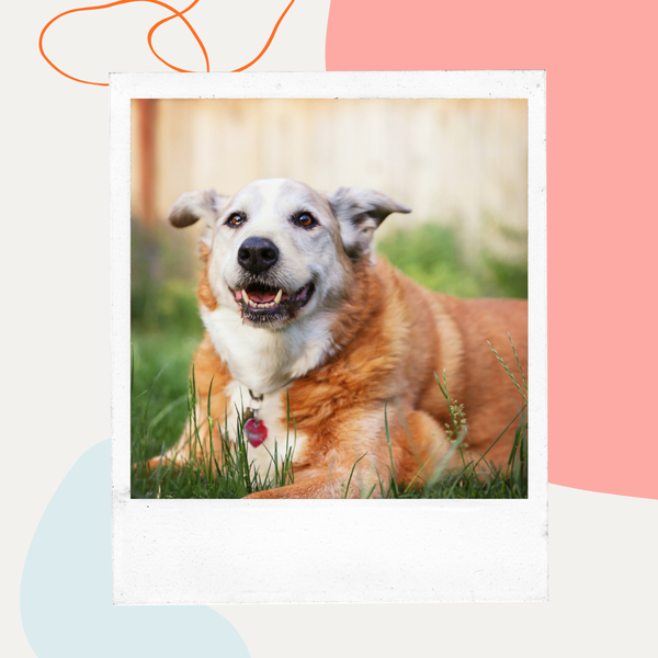 Happy senior dog with a graying face outdoors