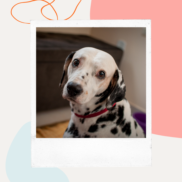 Dalmatian with a graying muzzle