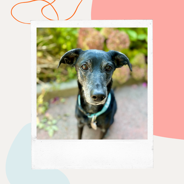 Black dog with a green collar outdoors