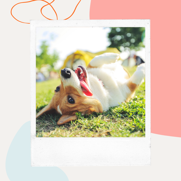 Dog rolling on its back in the grass