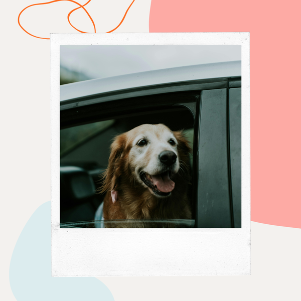 Golden retriever looking out a car window