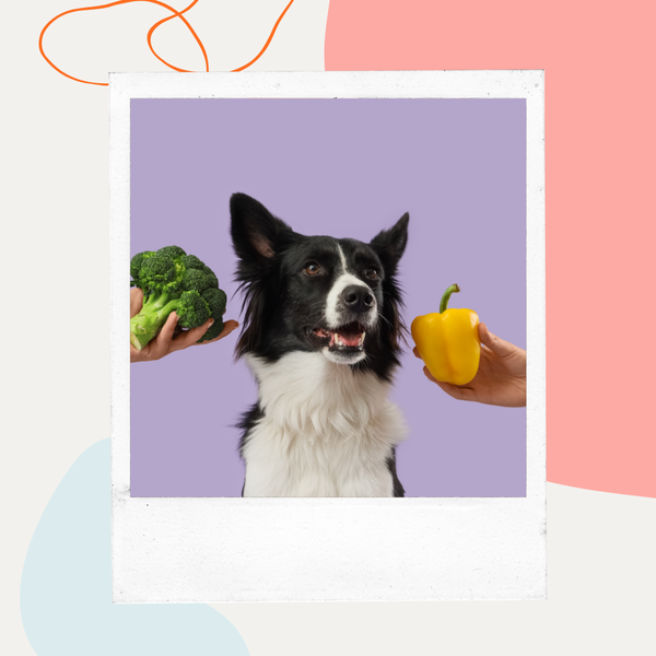 Border collie looking at broccoli and a bell pepper held on either side of its head