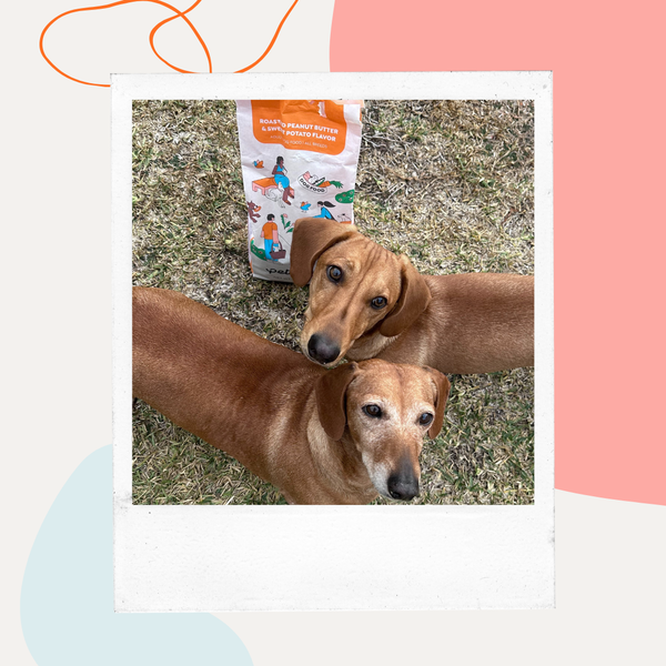 Two dachshunds next to a bag of Petaluma