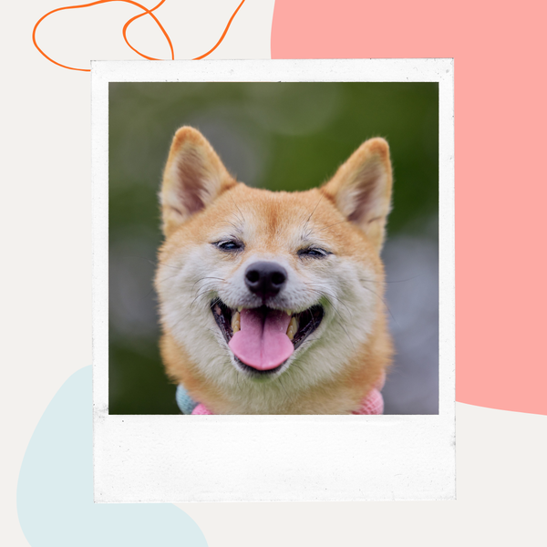 Smiling Shiba Inu