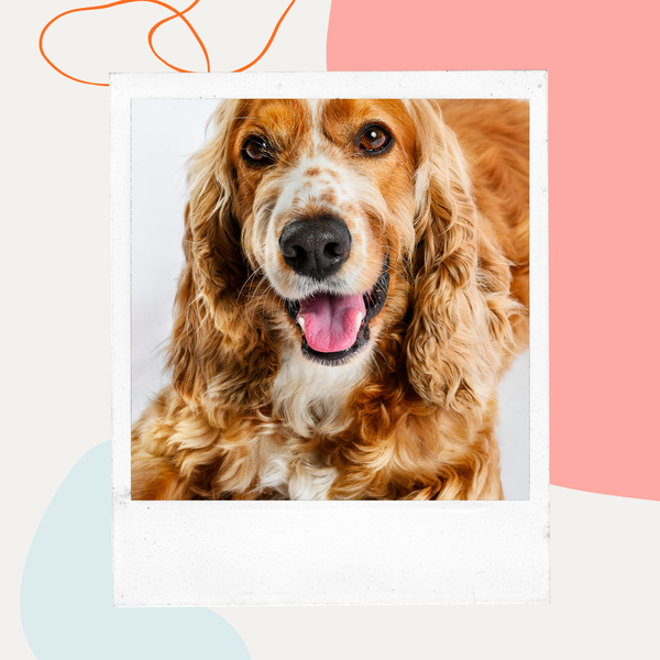 Smiling cocker spaniel