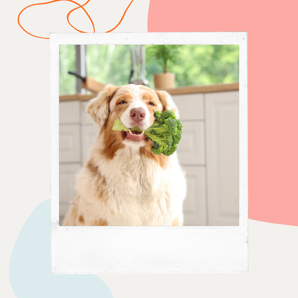 Dog holding a bunch of kale in its mouth