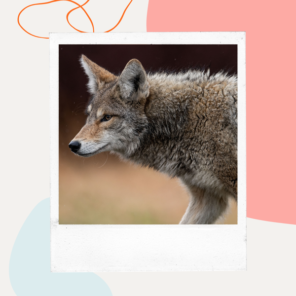 Coyote looking toward the camera