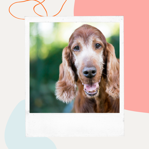 Senior spaniel with a graying face