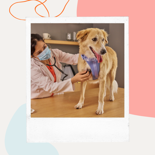 Veterinarian examining a dog