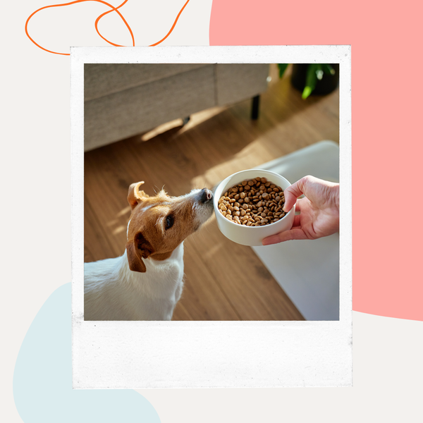 Dog sniffing a bowl of kibble held out by its owner