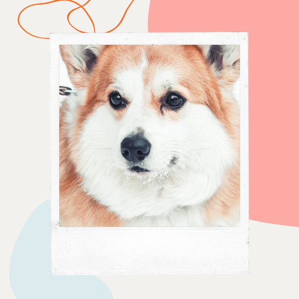 Best Dog Food for Senior Dogs with Joint Problems