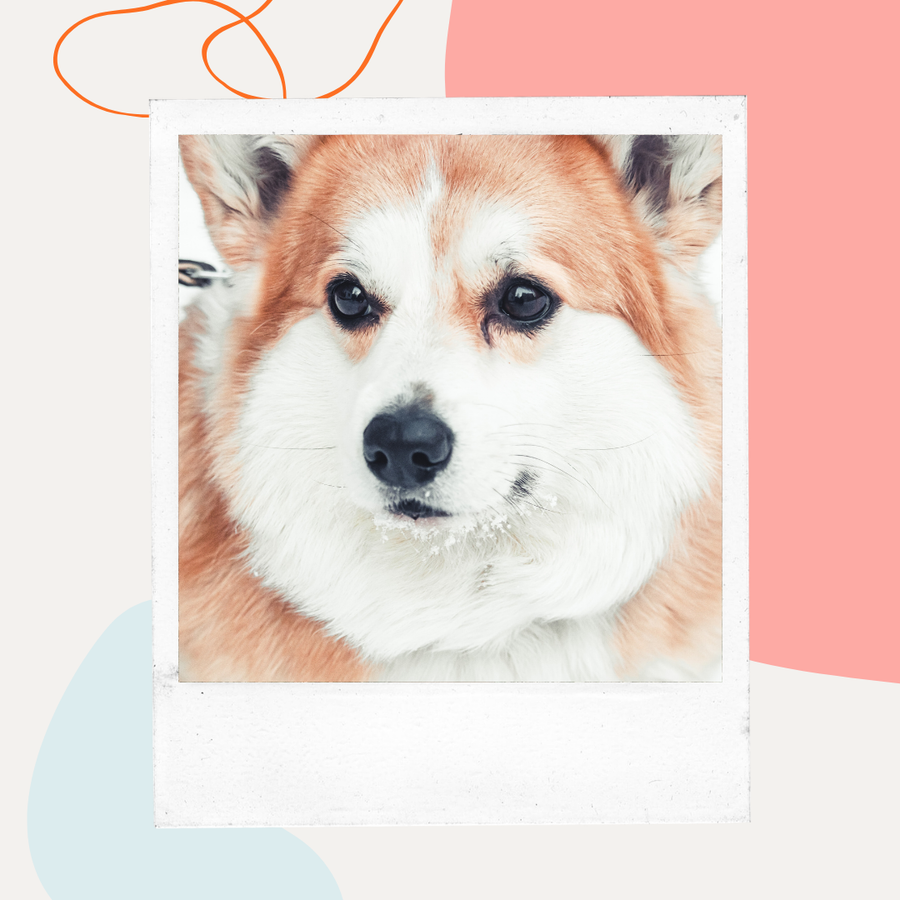 Best Dog Food for Senior Dogs with Joint Problems