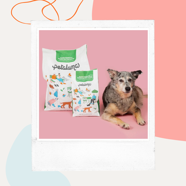Bags of Petaluma senior dog food beside a resting senior dog