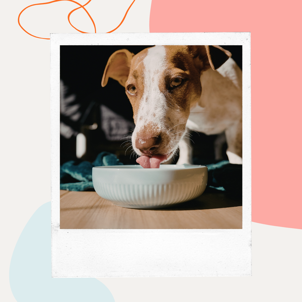 Dog eating from a white bowl