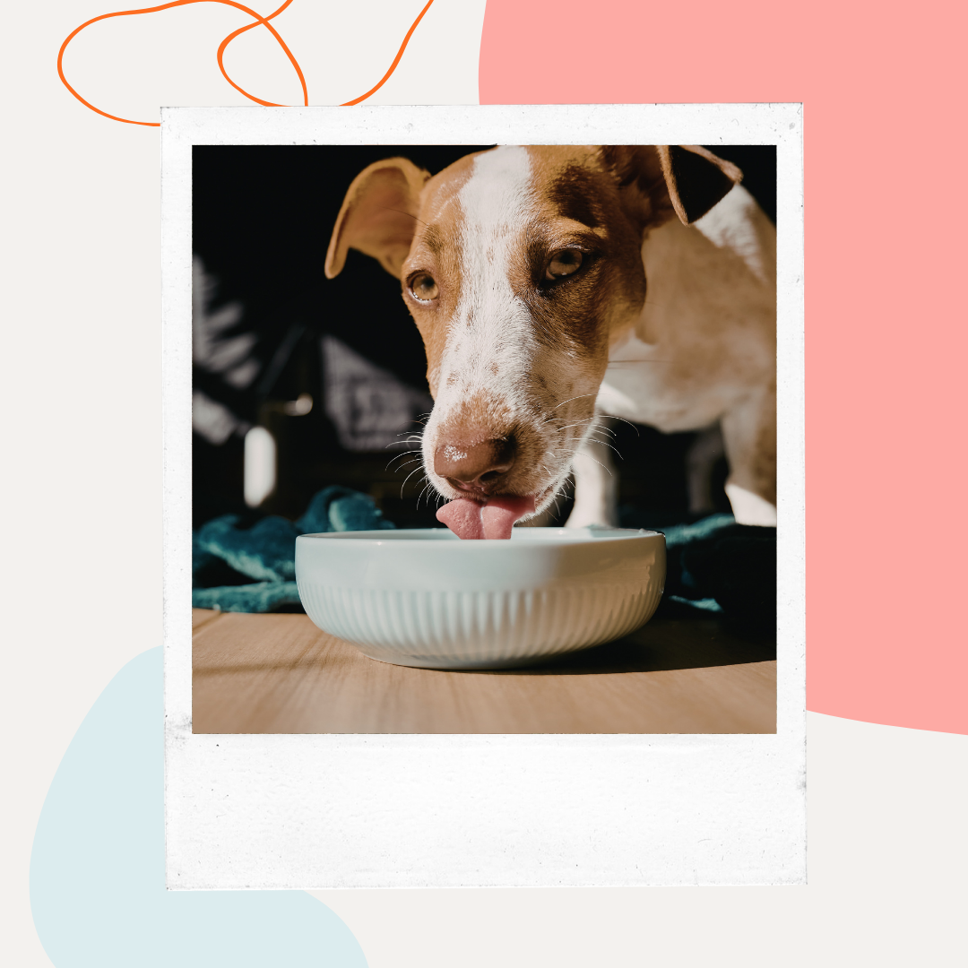 why doesn't dog food contain taurine and l-carnitine Do Dogs Need Meat to Survive? What the Science Actually Says – Petaluma and improve oxygen use PT Test Vitamins Injections - Vitamins Size:1 Liter