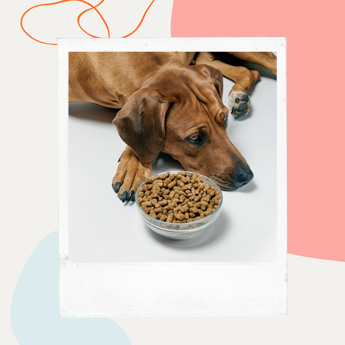 Advanced Glycation End Products (AGEs) in Dog Food: Complete 2025 Guide for Pet Parents