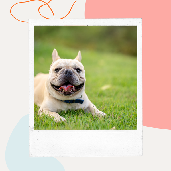 French bulldog lying in the grass