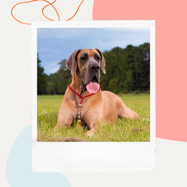 Great Dane lying in a grassy field