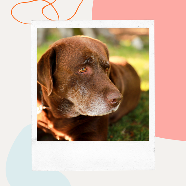 Senior chocolate Labrador with a graying muzzle