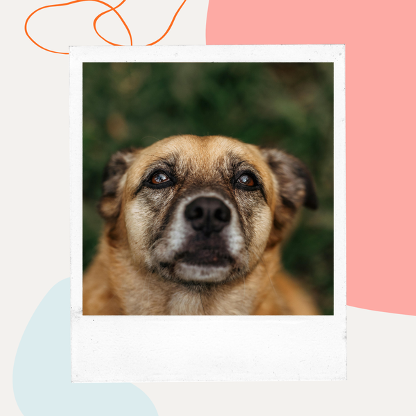Close-up of a senior dog's face