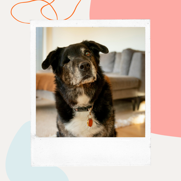 Senior dog with a graying muzzle sitting indoors