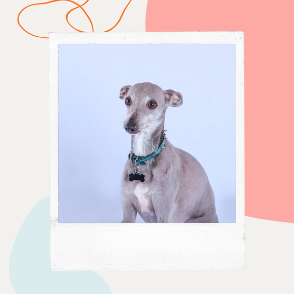 Italian greyhound against a lavender background