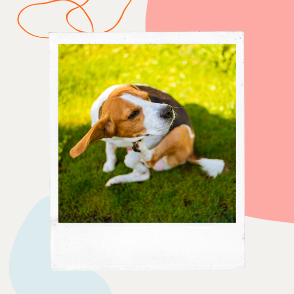 Beagle scratching itself in the grass