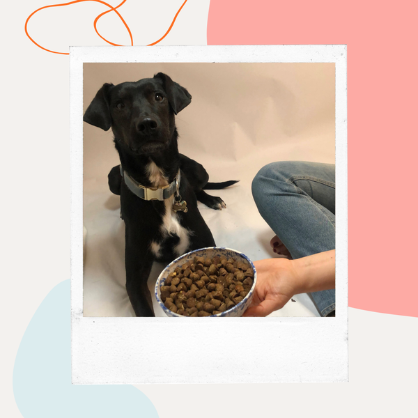Black dog looking at a bowl of kibble