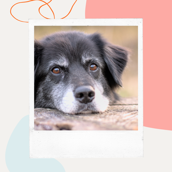Senior dog resting its chin on a table