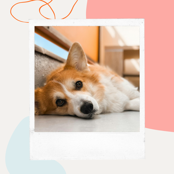 Corgi resting its head on the floor
