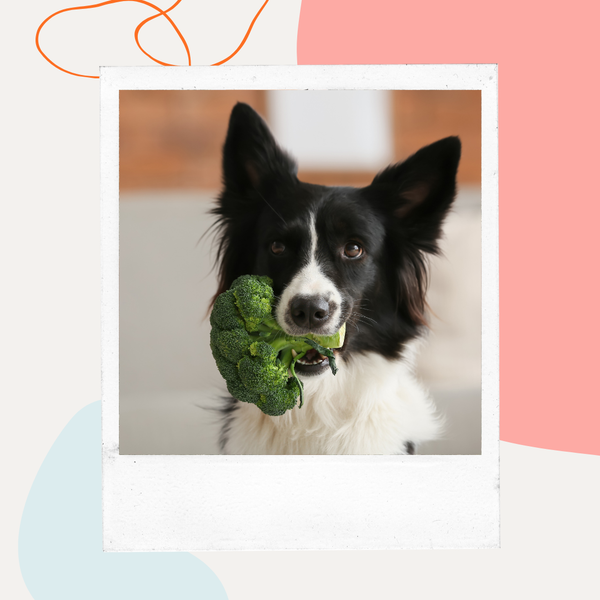 Border collie holding a broccoli floret in its mouth