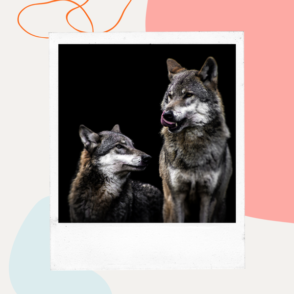 Two wolves against a black background