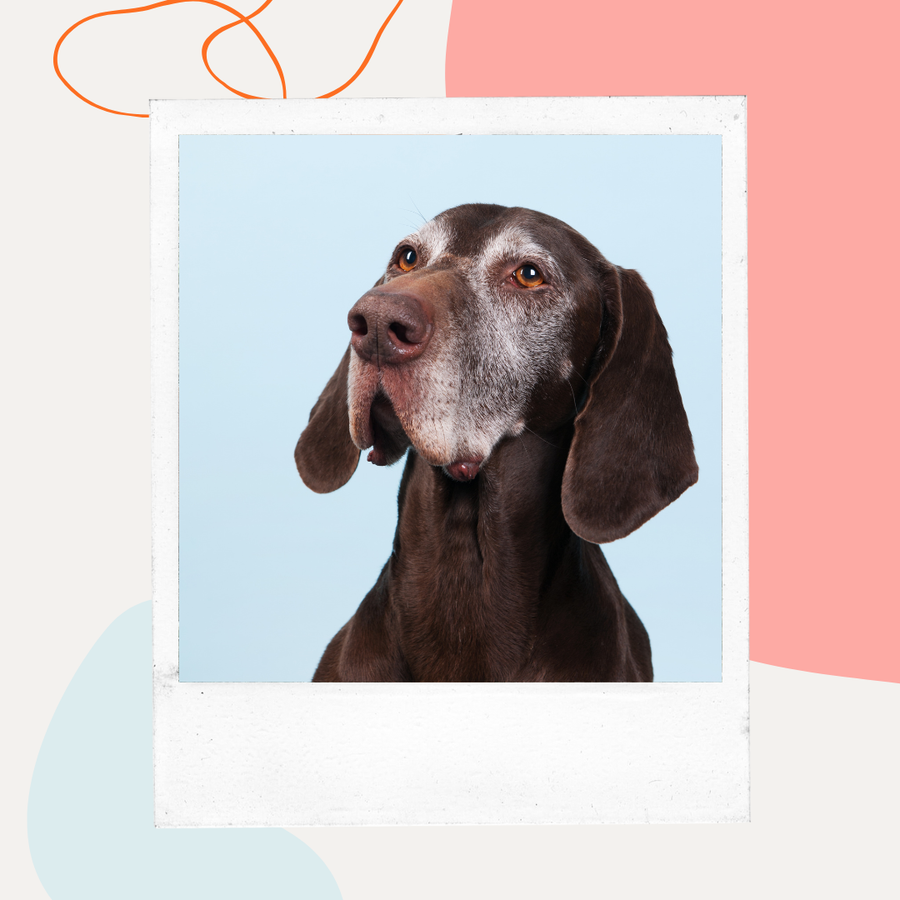 Senior pointer with a graying muzzle