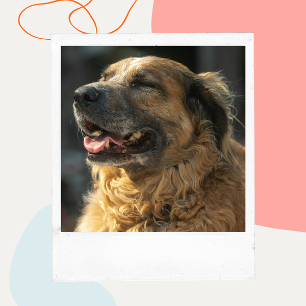 Smiling senior dog with a graying muzzle