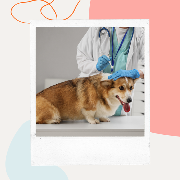 Veterinarian examining a corgi