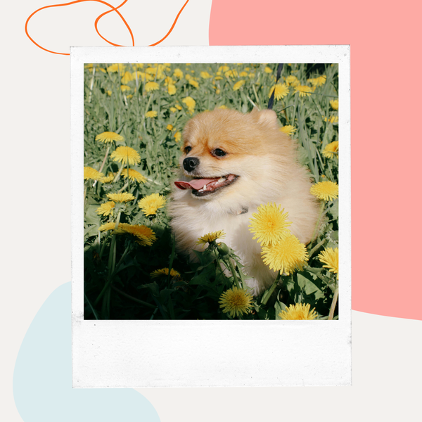 Pomeranian sitting among yellow flowers