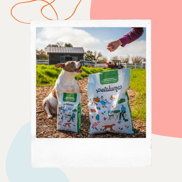 Dog sitting beside two bags of plant-based dog food