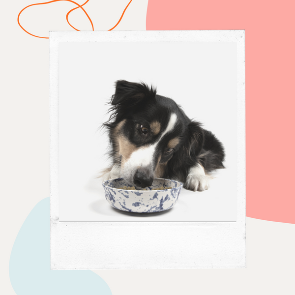 Black-and-white dog eating from a metal bowl