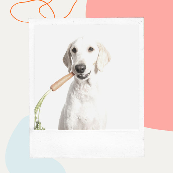 White dog holding a carrot in its mouth