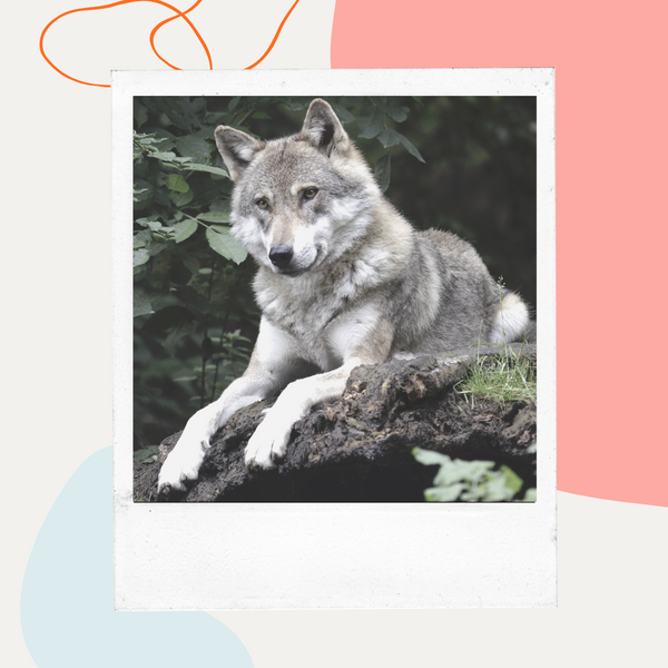 Gray wolf lying on a rock