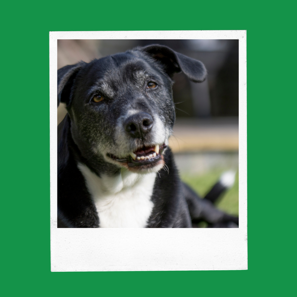 The Benefits of a Plant-Based Diet for Senior Dogs