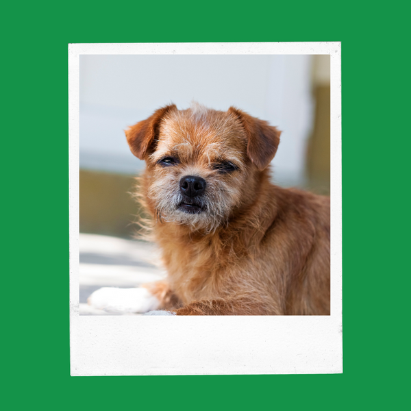 Petaluma Senior Dog Food Formula: A Breakdown of Nutrient-Rich Ingredients
