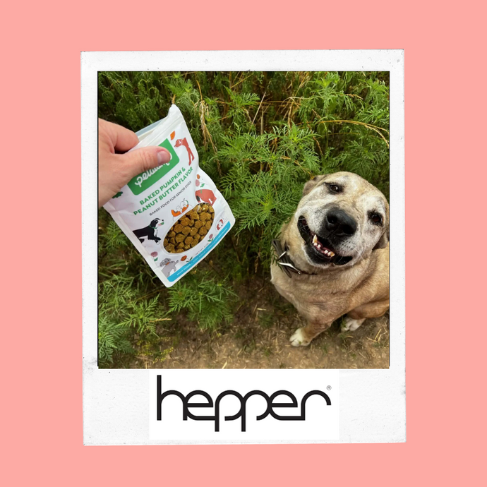 Petaluma Senior Baked Dog Food Review 2023: Pros, Cons & Verdict