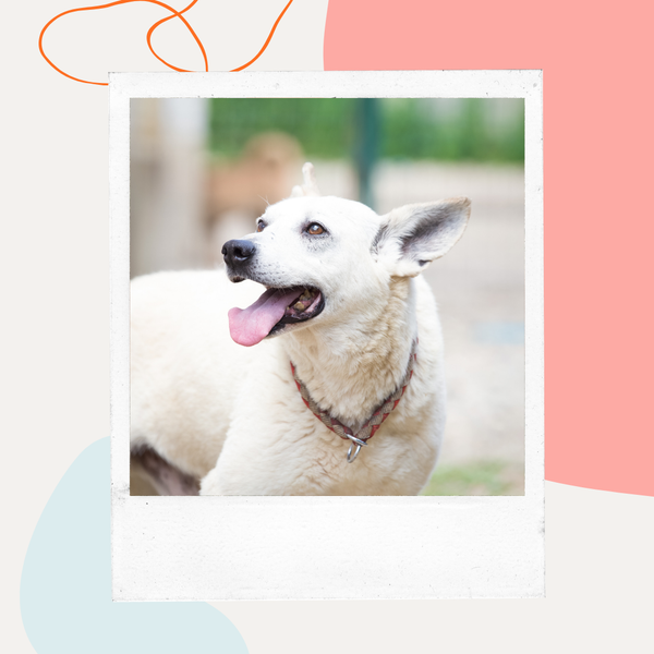 Happy white senior dog outdoors