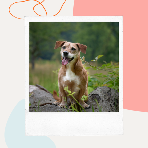 Small brown dog standing on a mossy rock